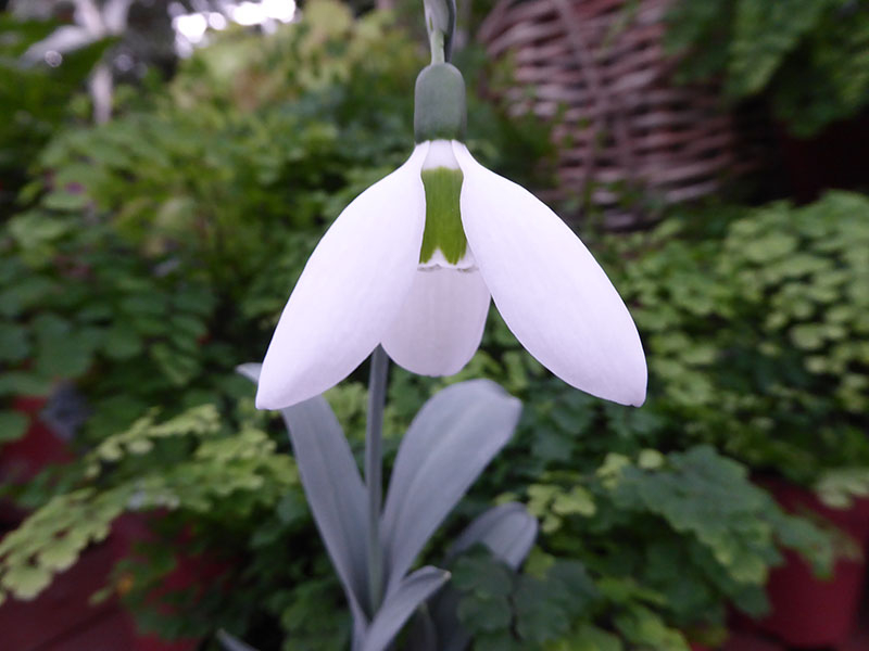 Galanthus elwesii 'Louise Ann Bromley'-0