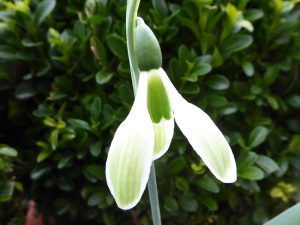 Galanthus elwesii 'Morgana'-0