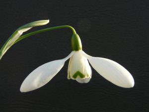 Galanthus 'Mrs McNamara'-0
