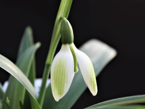 Galanthus 'Emerald Isle'-0