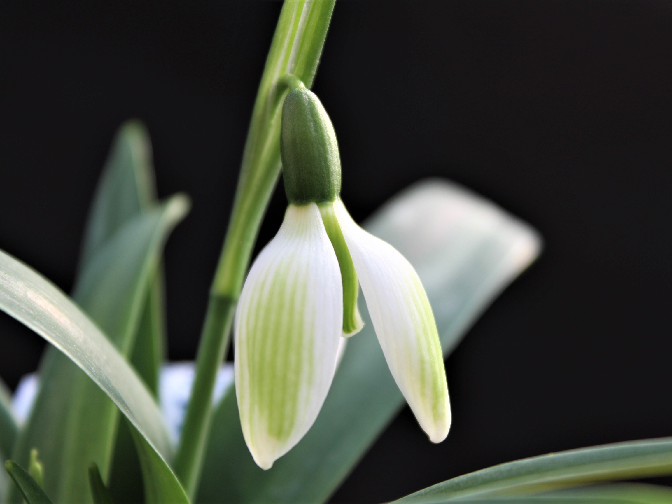 Galanthus 'Emerald Isle'-0