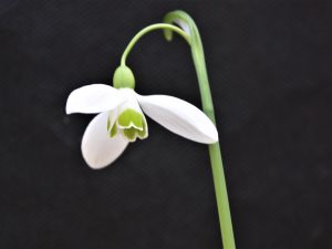 Galanthus 'Green Comet'-0