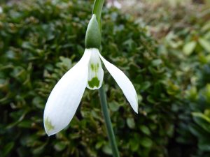 Galanthus 'Henley Green Spot'-0