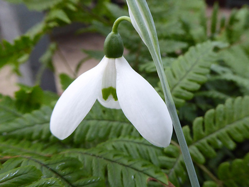 Galanthus elwesii var. monostictus 'Marjorie Brown'-0