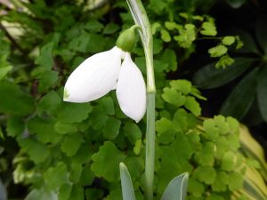 Galanthus elwesii 'Pat Mason'-0