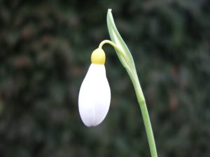 Galanthus plicatus 'Madelaine'-0