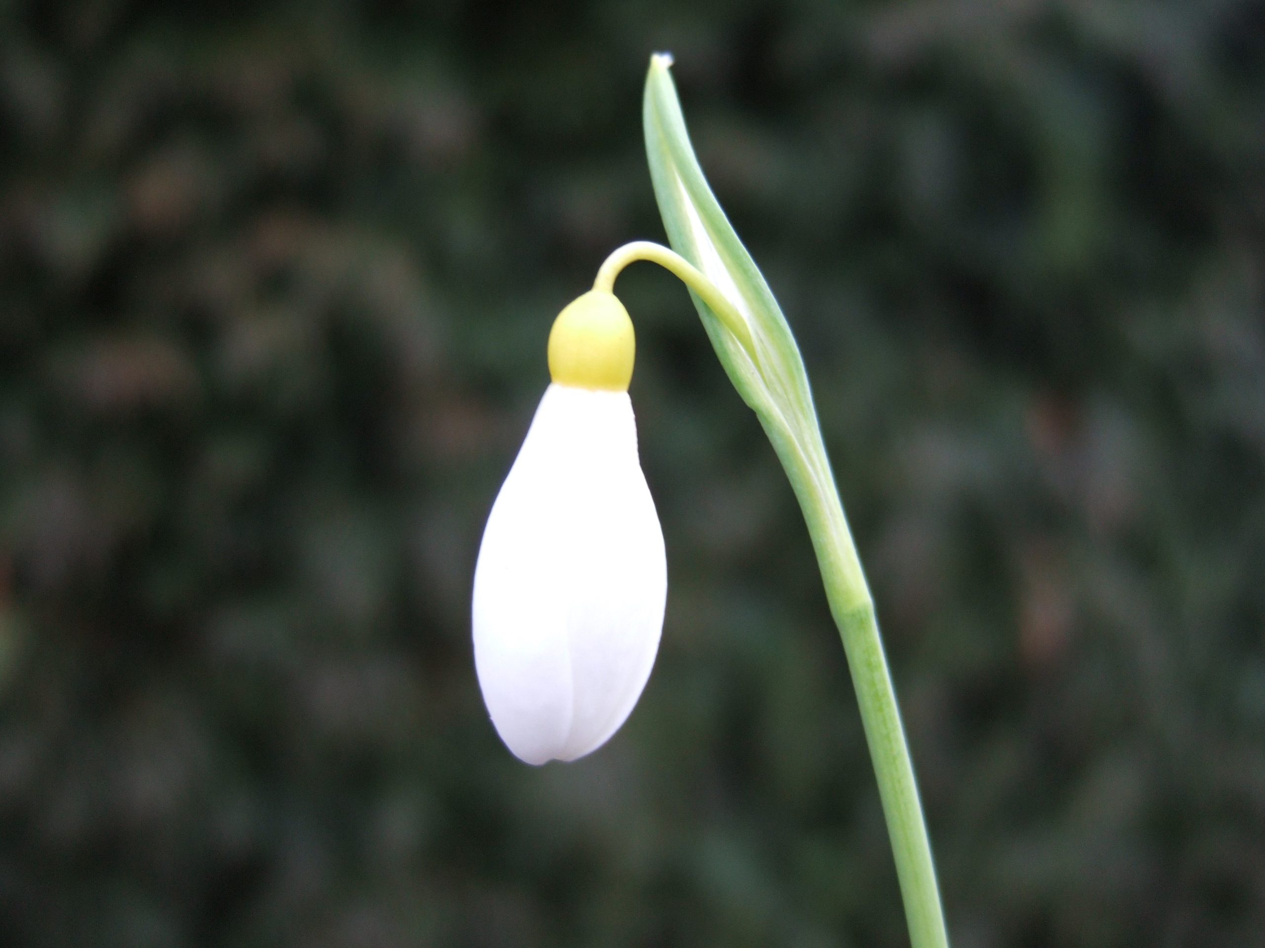 Galanthus plicatus 'Madelaine'-0