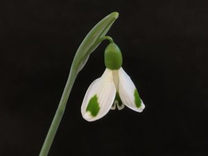 Galanthus 'Trymposter'-0