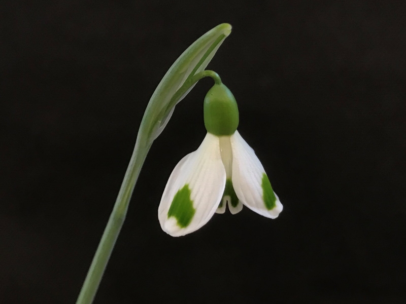 Galanthus 'Trymposter'-0