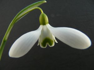 Galanthus 'William Thompson'-0