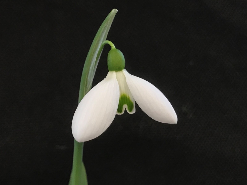Galanthus 'William Thompson'-19629