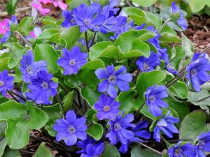 Hepatica x schlyteri ‘Blue Max’-0