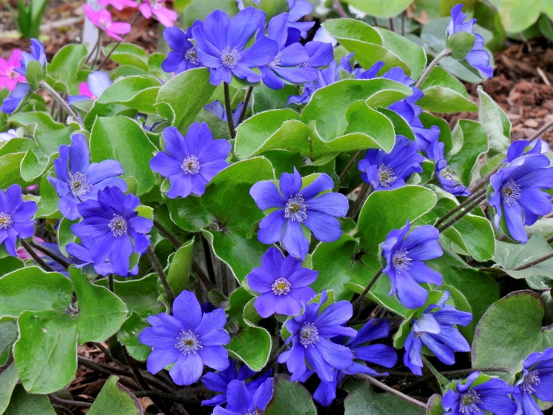 Hepatica x schlyteri ‘Blue Max’-0