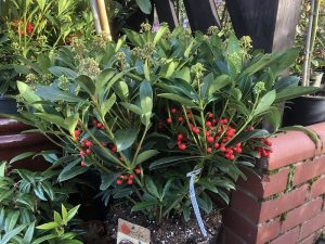 Skimmia japonica 'Pabella 10 Litre'-0