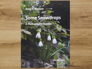 Some Snowdrops - A Photographic Ramble by Anne C. Repnow-0