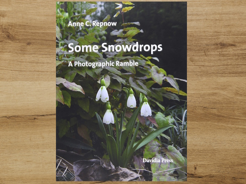 Some Snowdrops - A Photographic Ramble by Anne C. Repnow-0