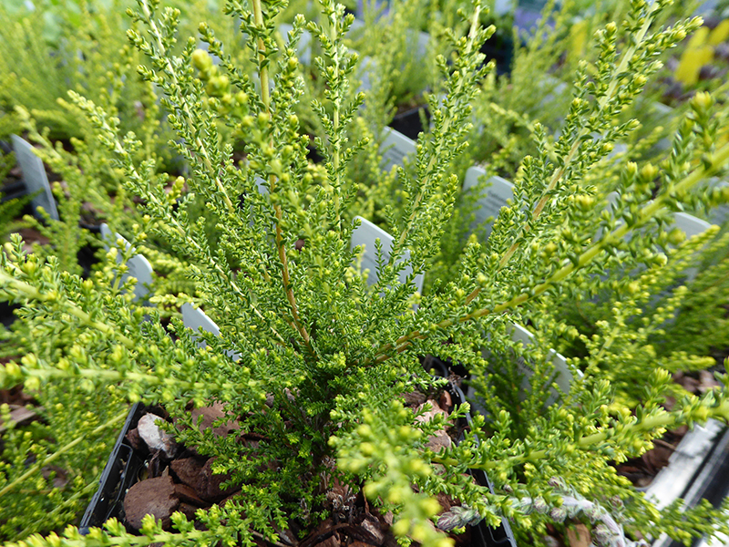 Calluna vulgaris 'Hammondii Aureifolia' (9cm pot)-22318