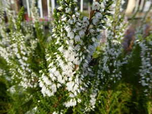 Calluna vulgaris 'Hammondii Aureifolia' (9cm pot)-0