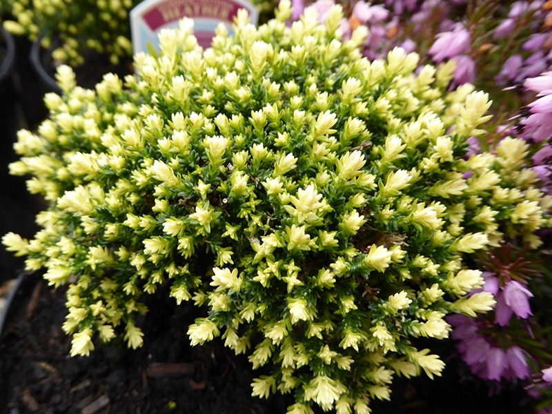 Calluna vulgaris 'Spring Cream' (9cm pot)-0