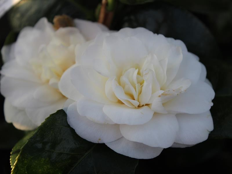 Camellia japonica 'Moshe Dayan' 5 Litre-19482