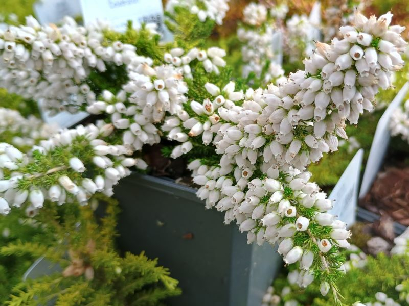 Erica cinerea 'Celebration' (9cm pot)-0