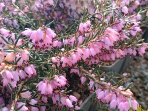 Erica x darleyensis 'Darleydale' (9cm pot)-0