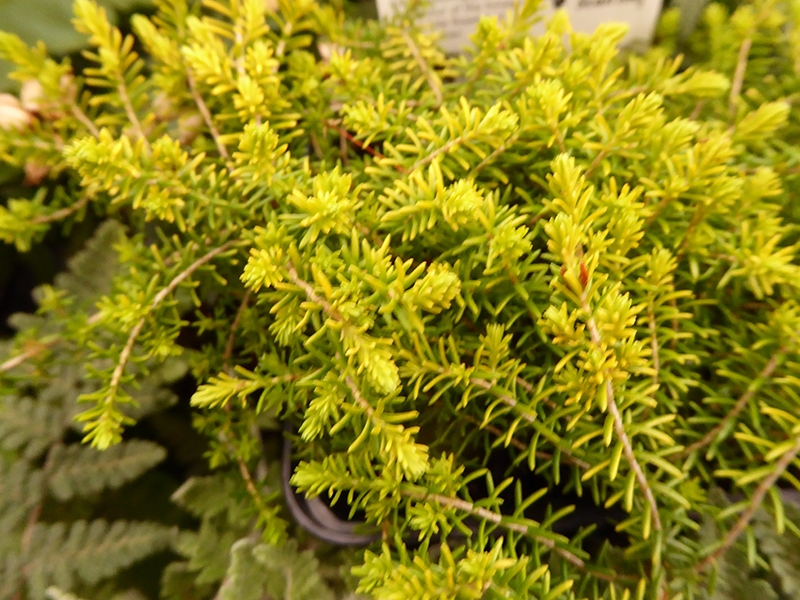 Erica cinerea 'Celebration' (9cm pot)-19413