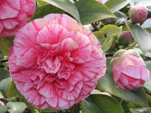 Camellia japonica 'Italiana Vera' 5 Litre-0