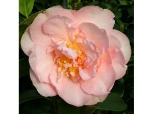 Camellia japonica 'Nuccio's Pink Lace' -0