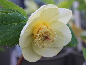 Helleborus x hybridus (Ashwood Evolution Group) Single Ivory shades, gold necatries