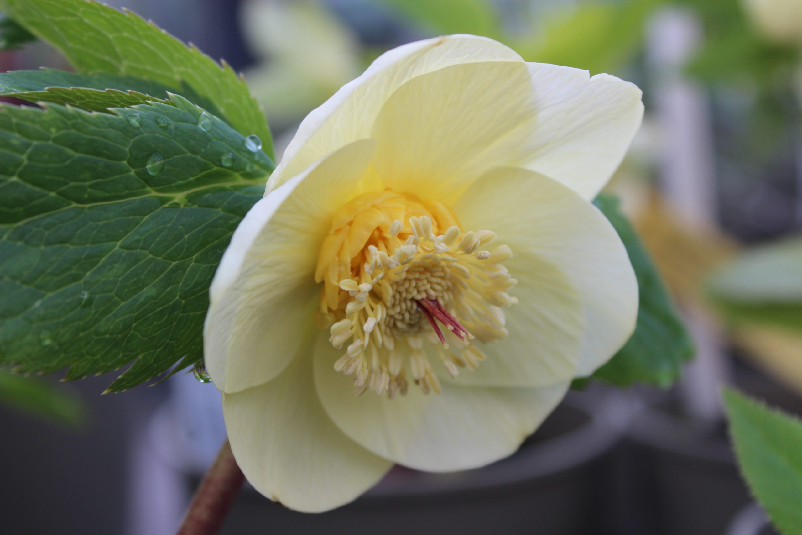 Helleborus x hybridus (Ashwood Evolution Group) Single Ivory shades, gold necatries