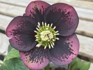Helleborus x hybridus (Ashwood Garden Hybrids) Single plum shades blotched-0