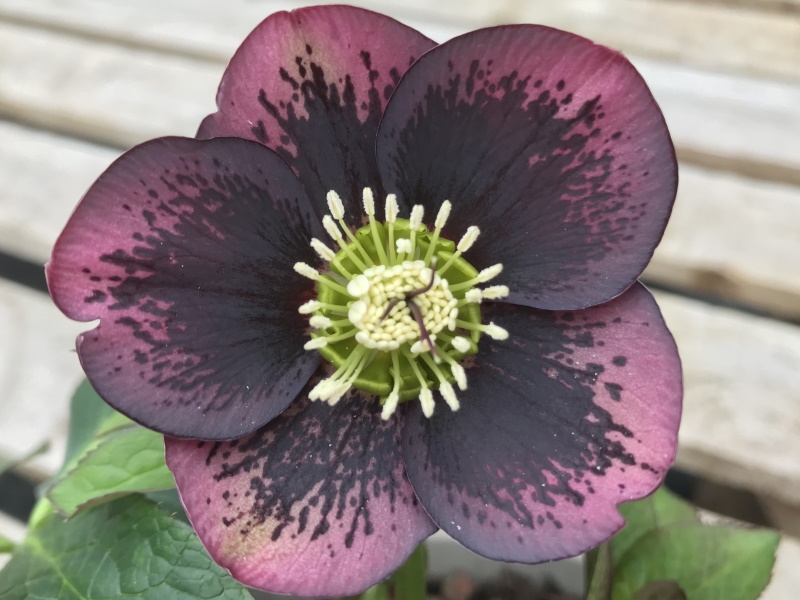 Helleborus x hybridus (Ashwood Garden Hybrids) Single plum shades blotched-0