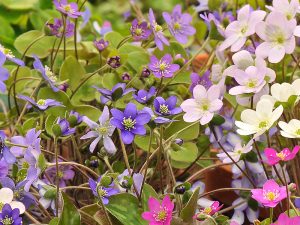 Hepatica nobilis collection of 5 plants (mixed colours)-0