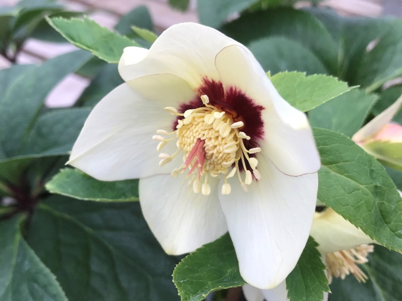Helleborus x hybridus (Ashwood Evolution Group) Ivory shades with red flush-19781
