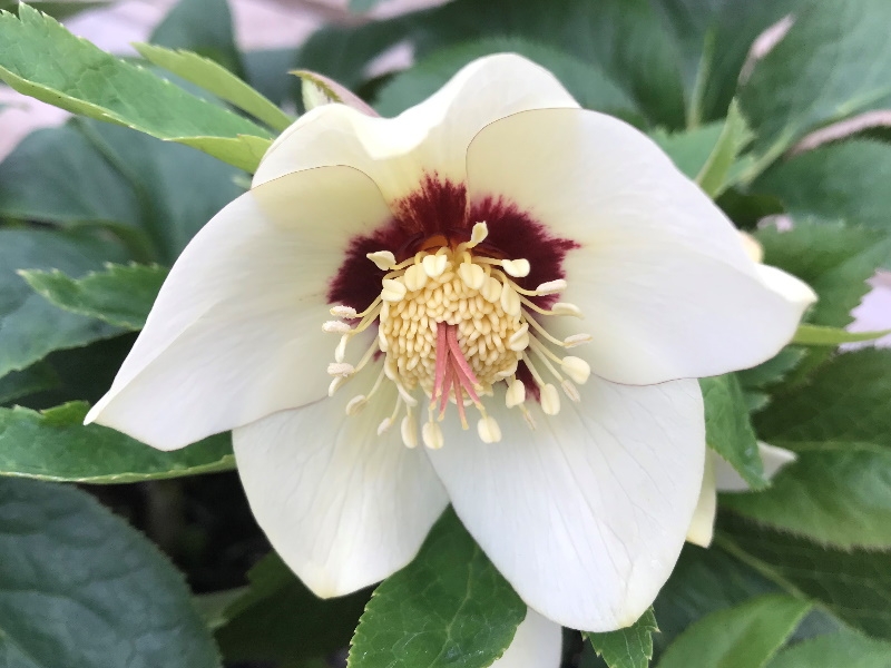 Helleborus x hybridus (Ashwood Evolution Group) Ivory shades with red flush-0
