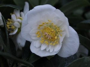Helleborus niger Ashwood Strain (Double Form)-0