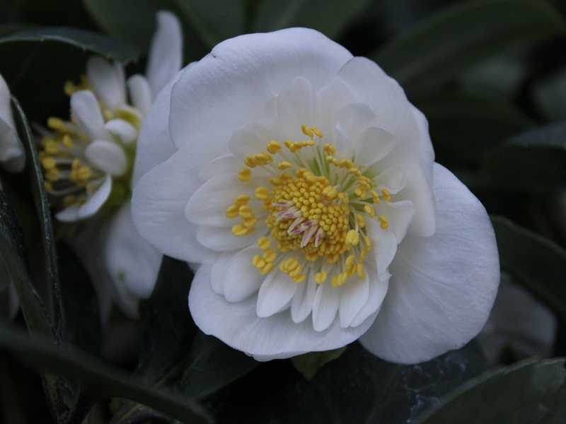 Helleborus niger Ashwood Strain (Double Form)-0