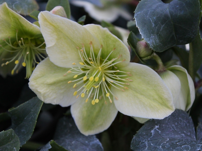 Helleborus x nigercors Ashwood Strain-0