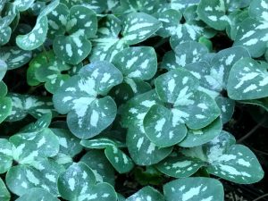 Hepatica nobilis Pink Marbled Group-0