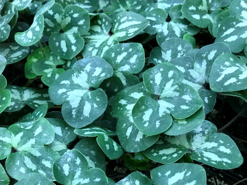 Hepatica nobilis Pink Marbled Group-0