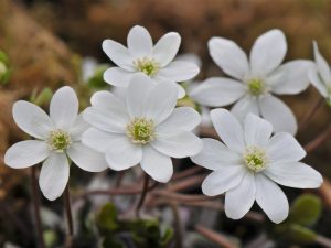 Hepatica nobilis Ashwood Whites-0