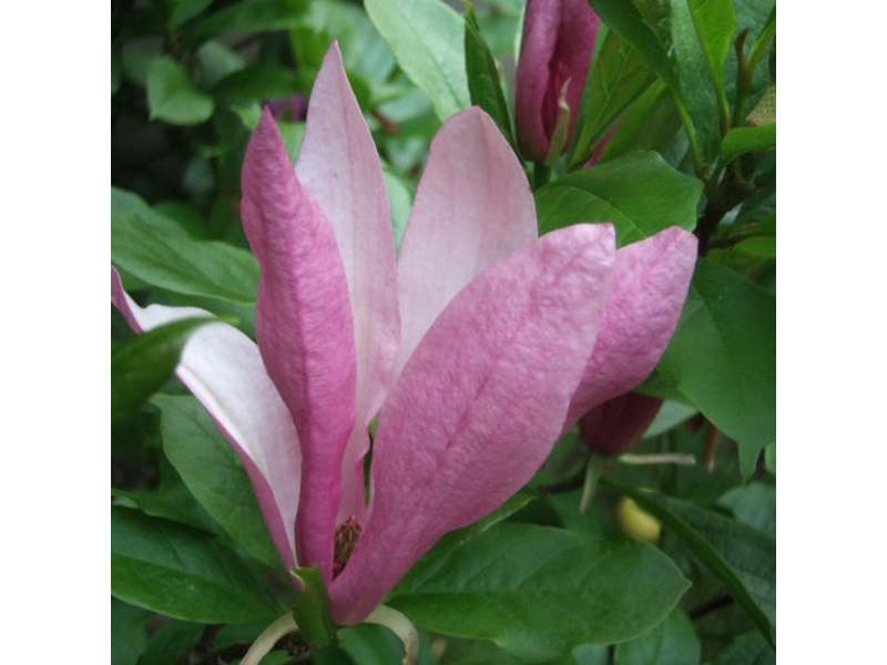Magnolia 'Susan' (7.5l)-0