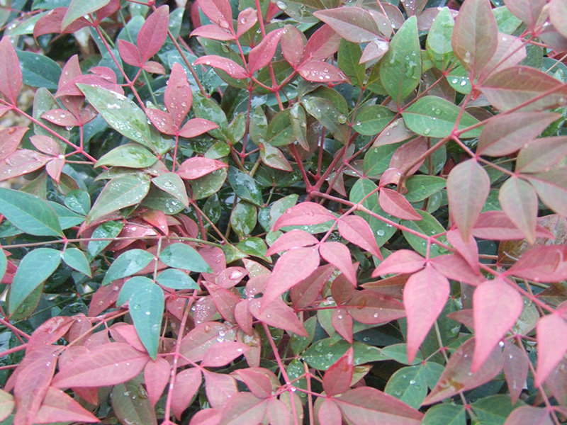 Nandina domestica 'Obsessed' (10 Litre)-19906
