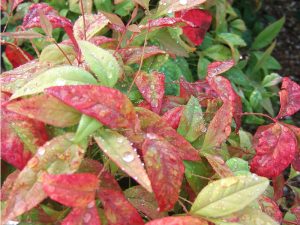 Nandina domestica 'Firepower' (10 Litre)-0