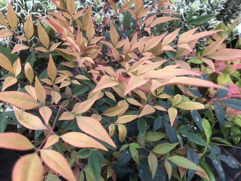 Nandina domestica 'Gulfstream' (10 Litre)-0