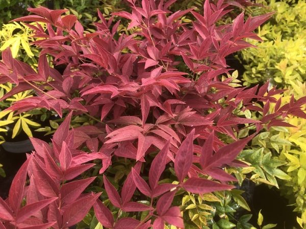 Nandina domestica 'Obsessed' (10 Litre)-0