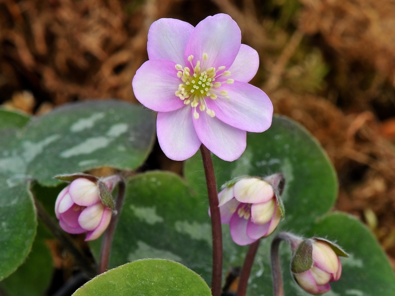 Hepatica nobilis var. pyrenaica (3 plants)-20022