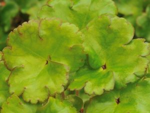 Hepatica x schlyteri (H. maxima x H. nobilis ‘Crenatiloba’)-0
