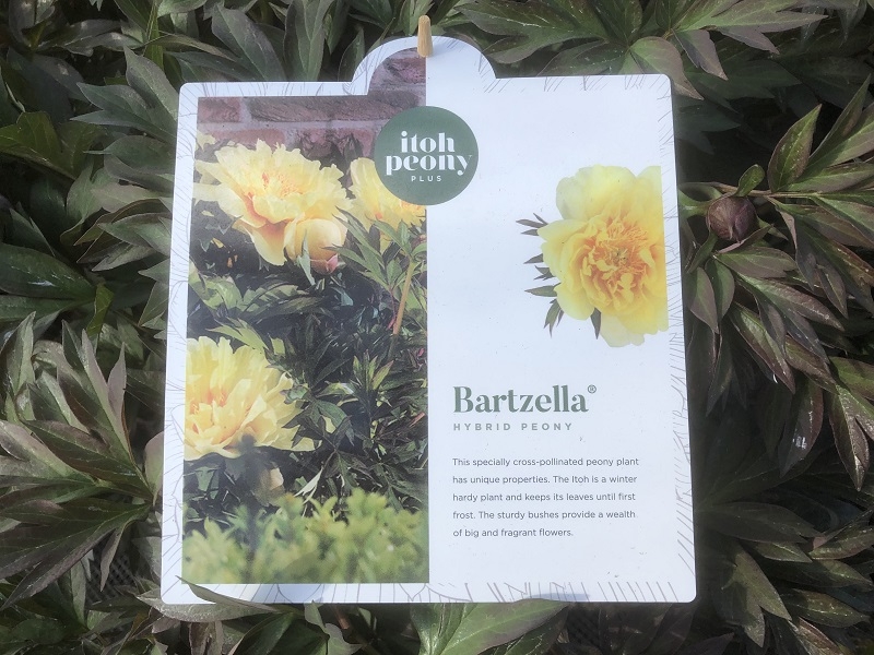 Paeonia (Itoh Hybrids) 'Bartzella'-0